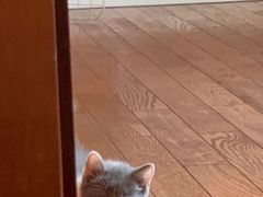 -喵zoo家庭繁育猫舍(尖东智能花园店)