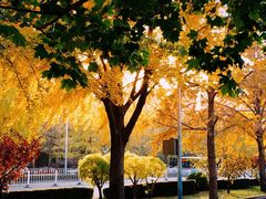 -三里屯东五街银杏大道