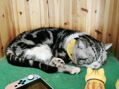 -猫在这儿猫咪咖啡馆·撸猫馆