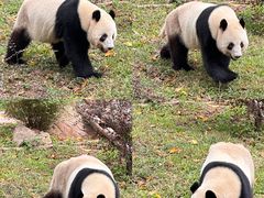 -广州动物园