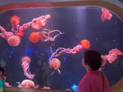 -亚特兰蒂斯•OSSIANO奥西亚诺海底餐厅
