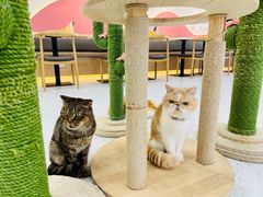 -喵园·猫主题咖啡厅·撸猫·猫咖(国贸店)