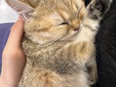 -共舞时光猫咖·狗咖(新街口店)