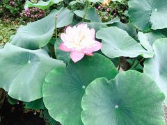 -荷塘月色湿地公园·向阳花洲