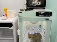 -爱洗澡的猫(望京店)