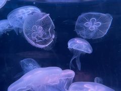 -欢乐海岸海洋奇梦馆
