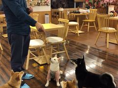 -豆柴町-柴犬主题狗咖(红鼎国际C座店)