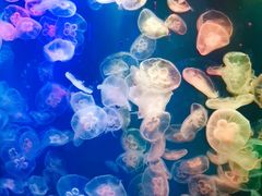 -成都浩海立方海洋公园