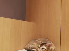 -CAT’S MEWSTAR CAFE·喵星球猫屋(晴湾咖啡店)
