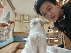 -滚猫咖啡·猫咖·猫友好撸猫(未来城店)