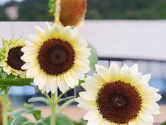 -野狸岛