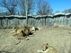 -北京野生动物园