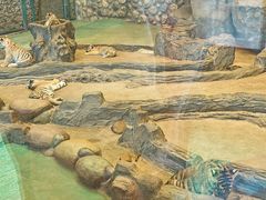 -横道河子东北虎林园