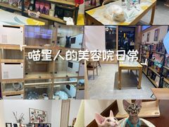 -山宅一喵德文卷毛猫舍