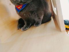 -猫咪咖啡·猫咖(万达广场店)