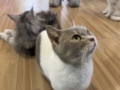 -喵小馆·猫咖狗咖猪咖·饮品店