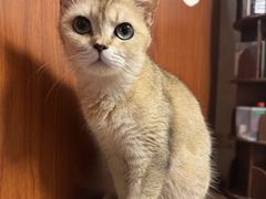 -楼上猫咖(罗湖店)