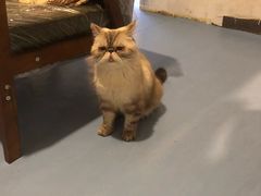 -猫色咖啡·猫咖