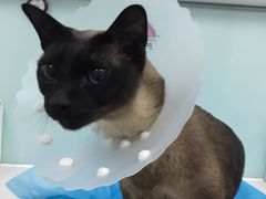 -纳吉亚猫专科动物诊疗中心(蒋宅口分院)