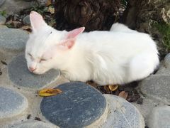 -喵屿·大理花园猫咖