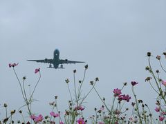 -空港花田景区