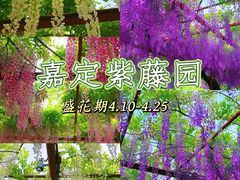 -嘉定紫藤园