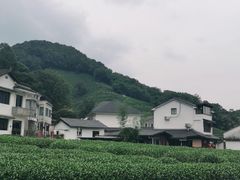 -龙井村