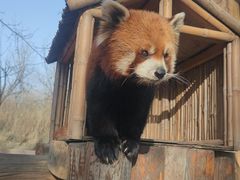 -北京野生动物园