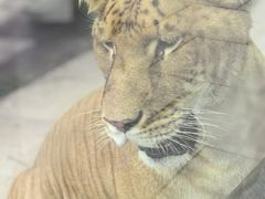 -横道河子东北虎林园