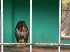 -西霞口神雕山野生动物世界