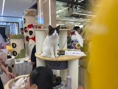 -凯德MALL(望京店)