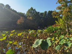 -上海滨江森林公园