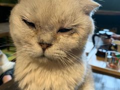 -猫猫幼稚园·撸猫·桌游·电玩