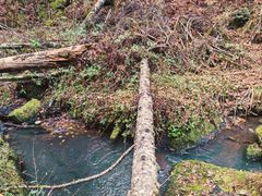 -五营红松林海景区