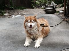 -鲁朗纳麦石锅鸡庄园
