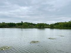 -溱湖国家湿地公园