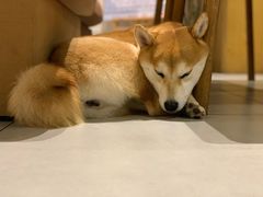 -柴务处·柴犬主题狗咖