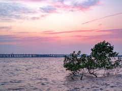 -宝安西湾红树林湿地公园