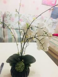 -寇氏减肥