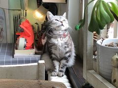 -海边的猫和咖啡馆