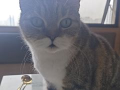 -喵园·猫主题咖啡厅·撸猫·猫咖(国贸店)