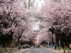-武汉大学-樱园