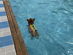 -爪吧宠物乐园 (温榆河示范区店)