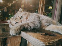 -壹六猫窝(谷德店)