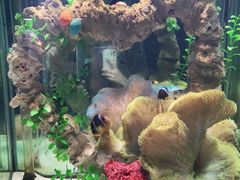 -太平洋海底世界