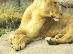 -北京野生动物园