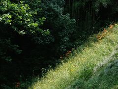 -西湖风景区-江洋畈生态公园