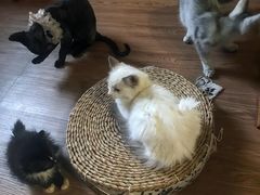 -楼上猫咖(罗湖店)