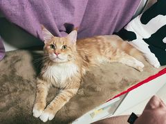 -猫大福·Fortune Cat猫舍(百子湾店)