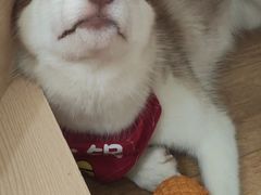火锅-Husky Go! 哈士奇体验馆·宠物咖啡厅狗咖